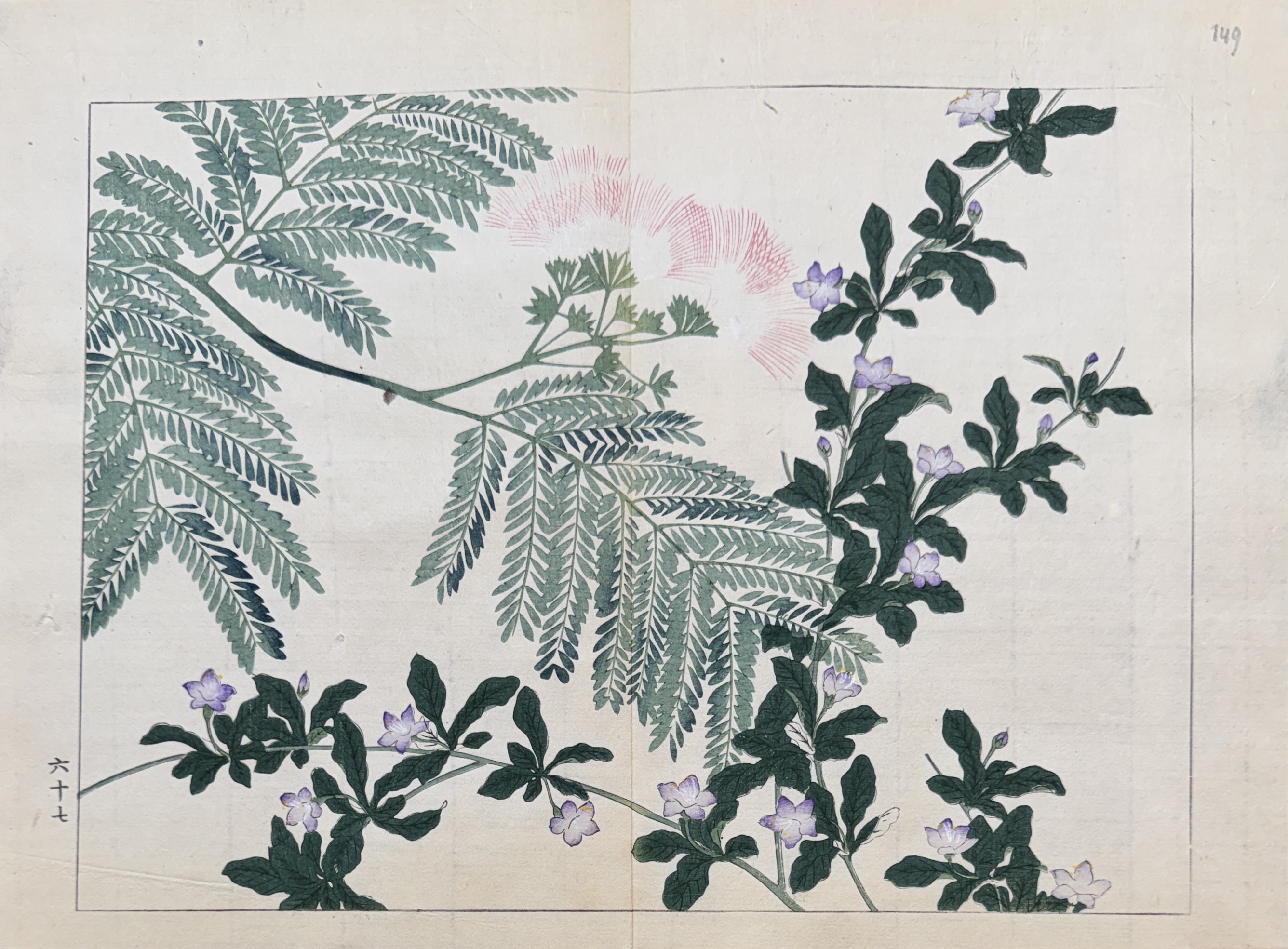 SHIKI NO HANA, ARBRE DE SOIE OU ACACIA DE CONSTANTINOPLE, JASMIN SHIKI NO HANA, ARBRE DE SOIE OU ACACIA DE CONSTANTINOPLE, JASMIN